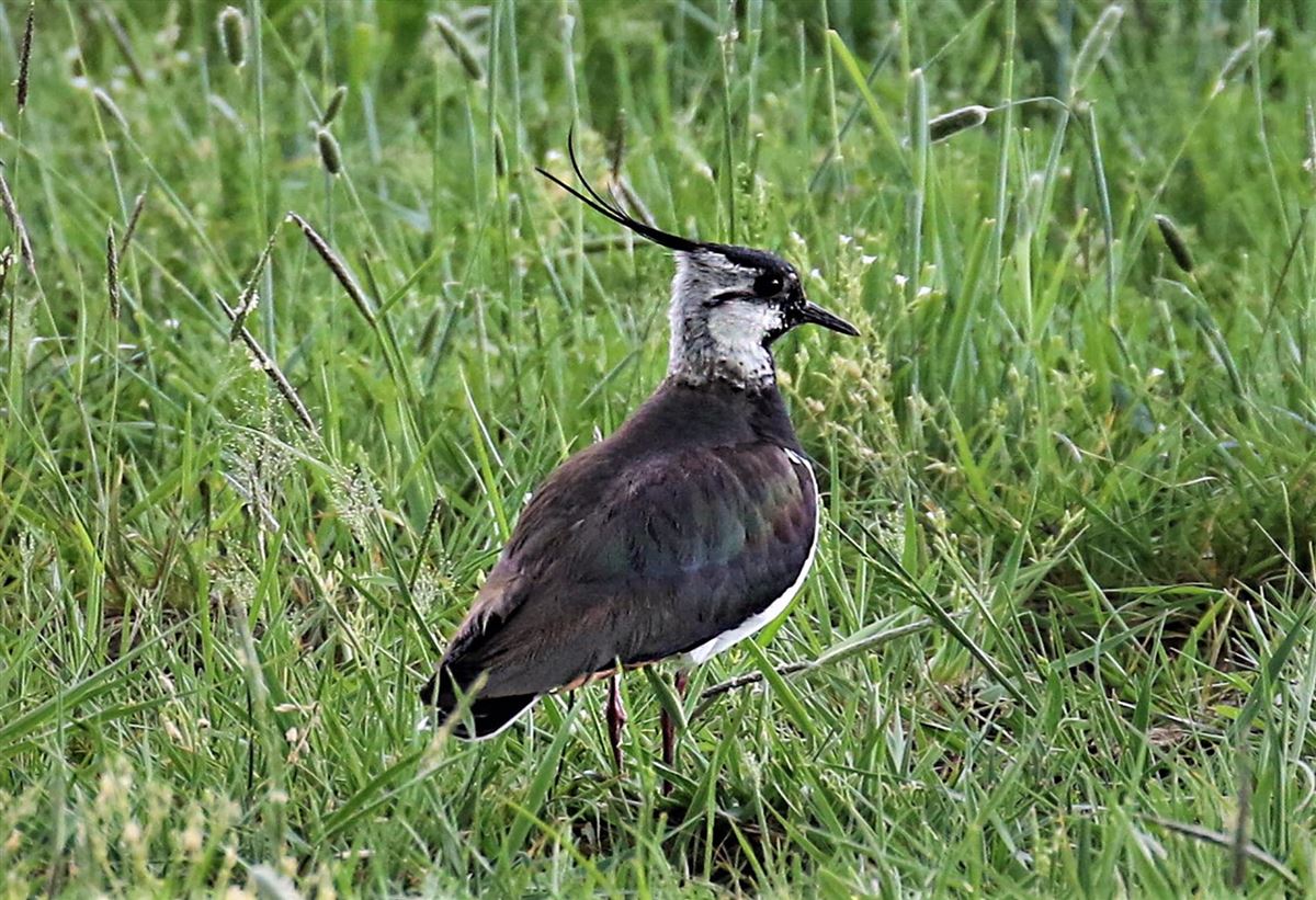 Northern Lapwing