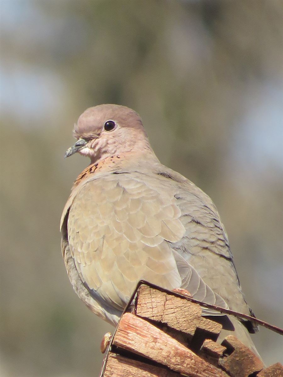 Laughing Dove