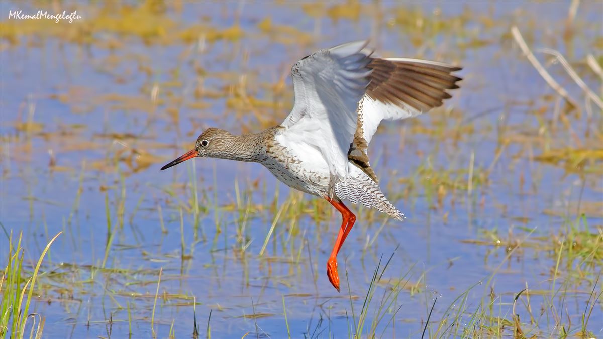 Common Redshank