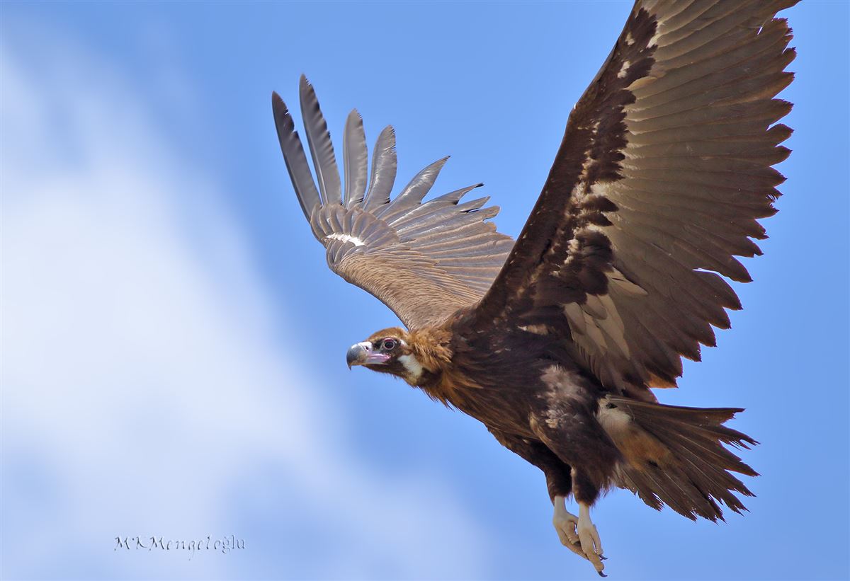 Kara Akbaba