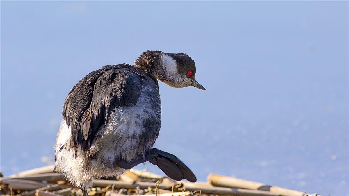 Black-necked Grebe