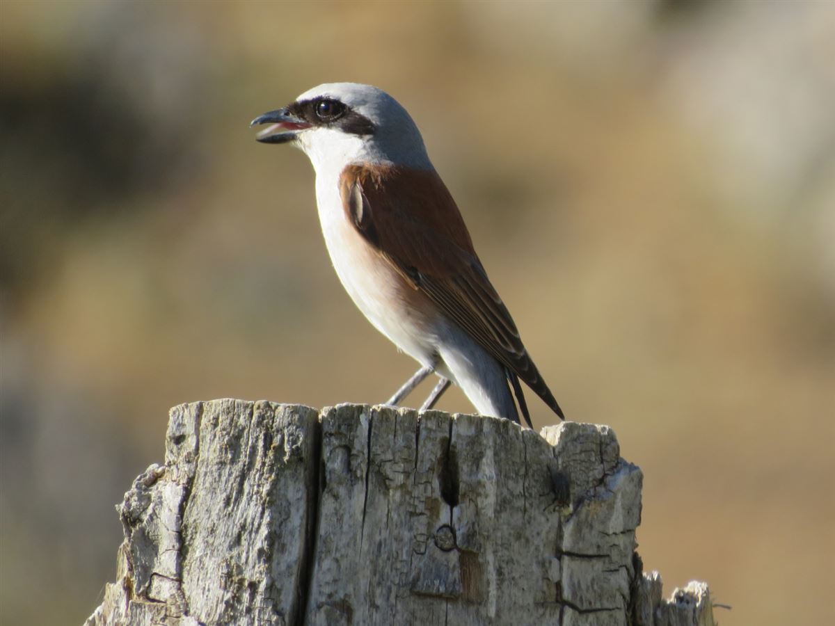 Red-backed Shrike