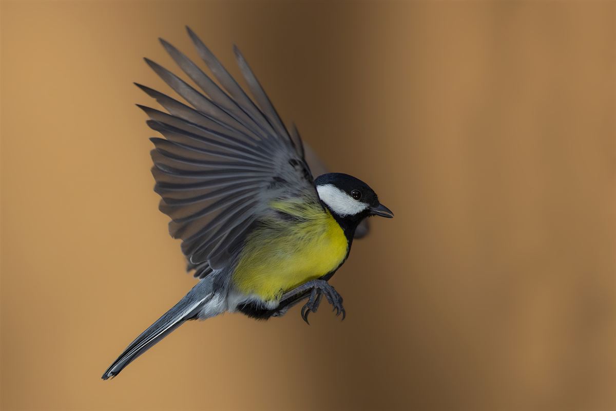 Great Tit