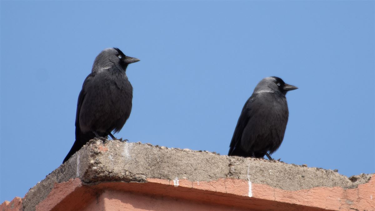 Western Jackdaw