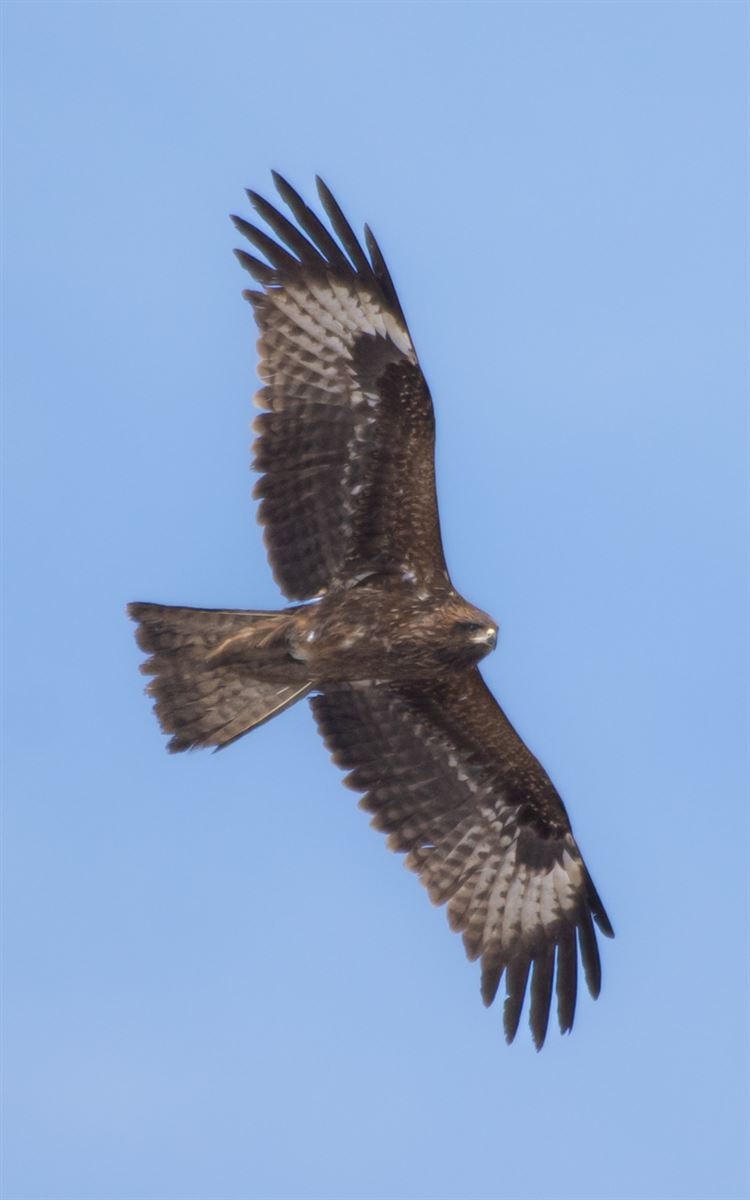 Black Kite