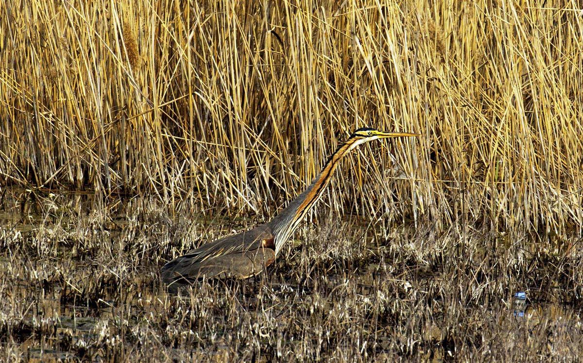 Purple Heron