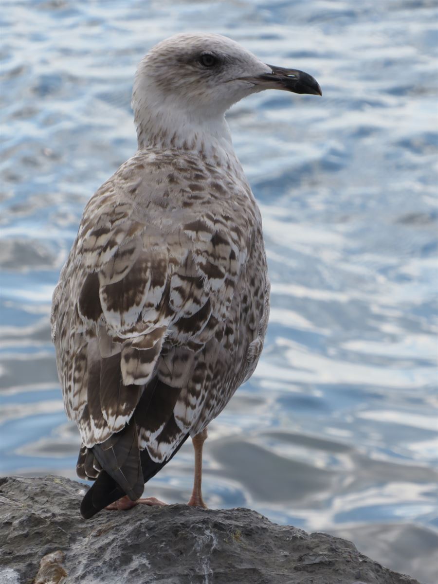 Yellow-legged Gull