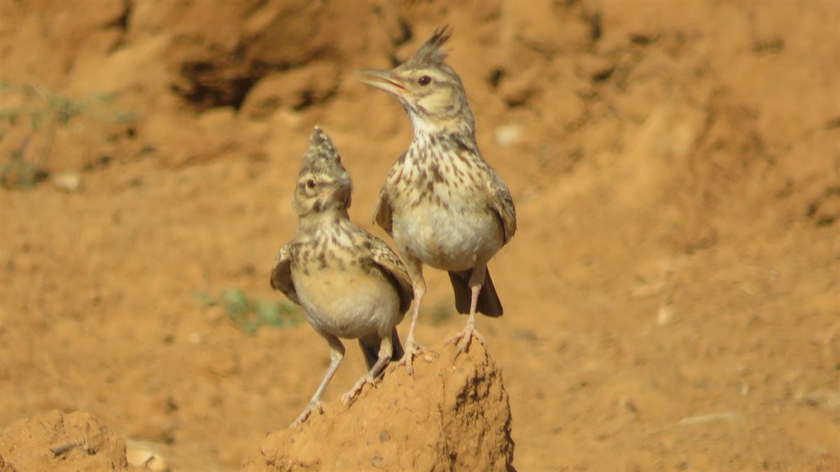 Crested Lark