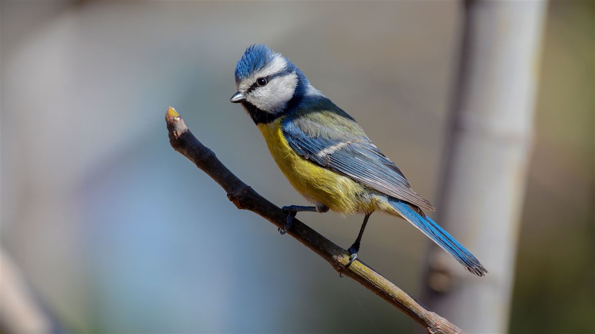 Eurasian Blue Tit