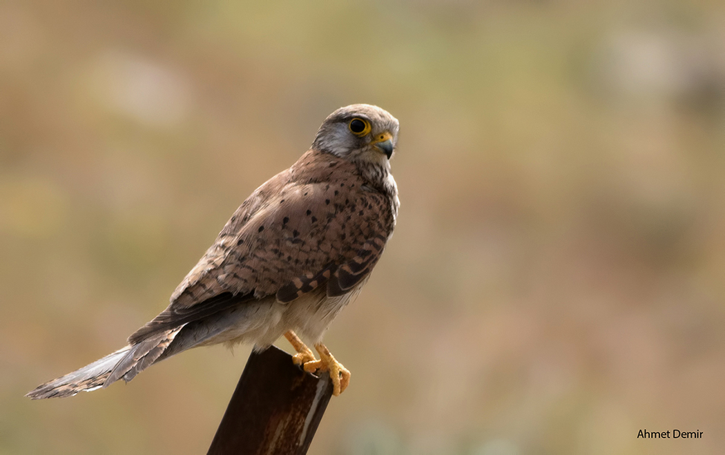 Common Kestrel