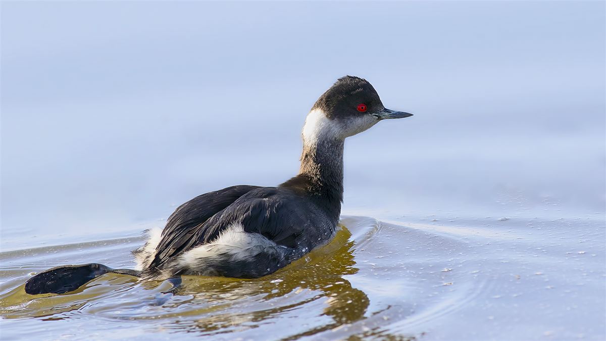 Black-necked Grebe