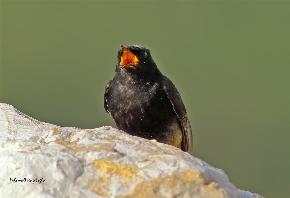 Black Redstart