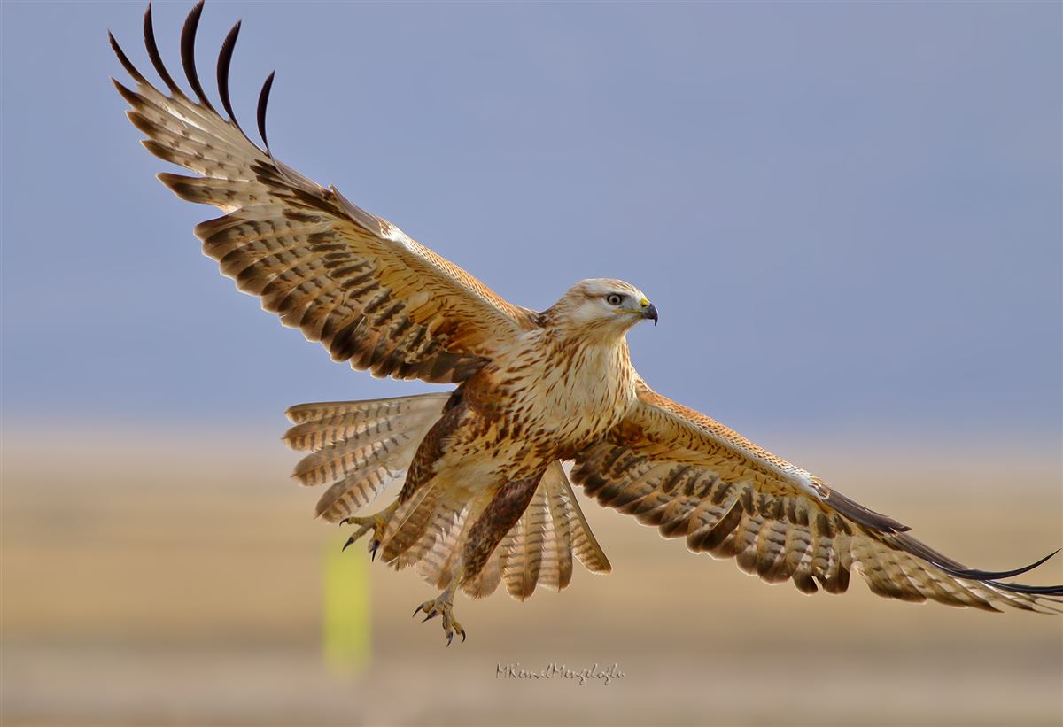 Long-legged Buzzard