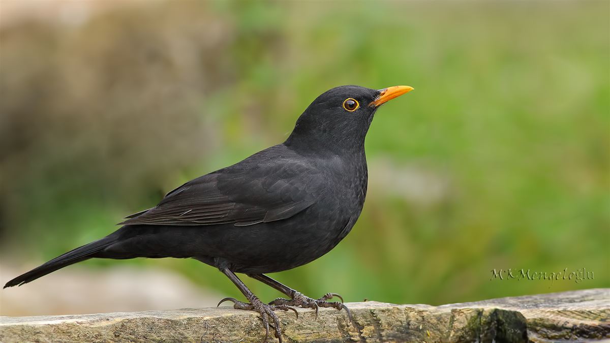 Common Blackbird