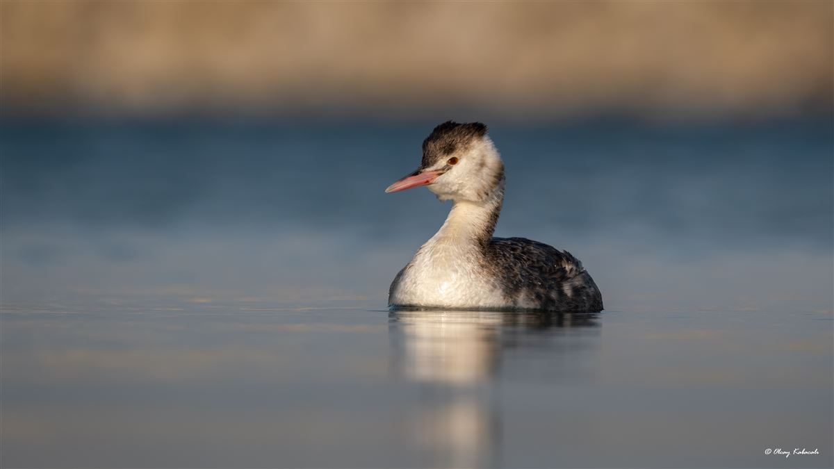 Great Crested Grebe