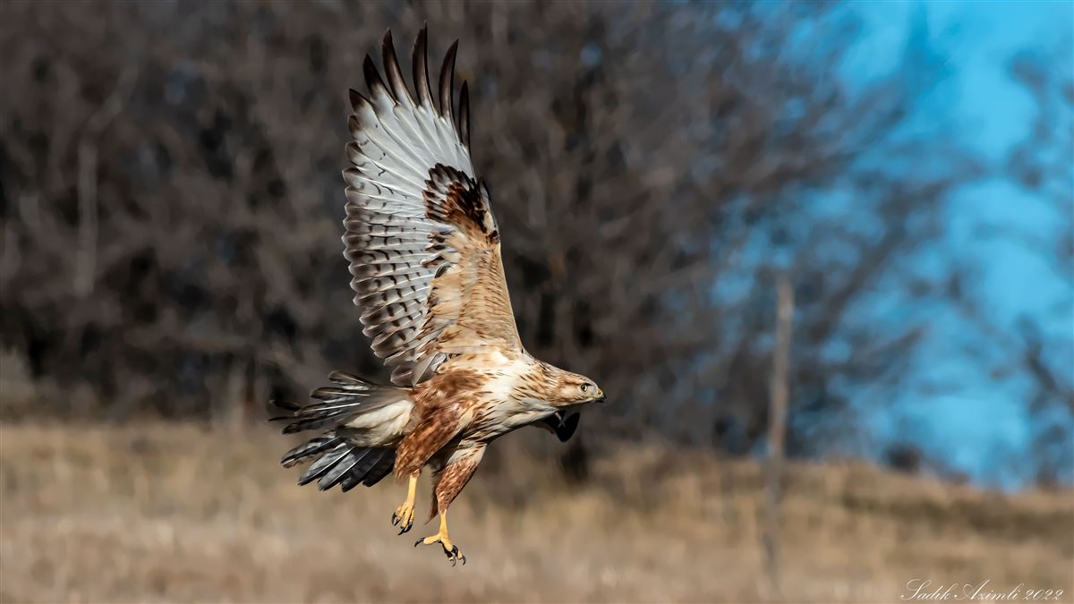Long-legged Buzzard