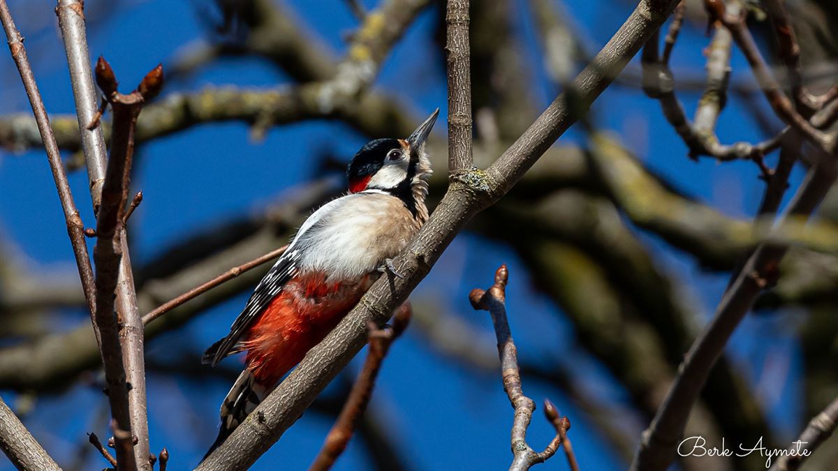Great Spotted Woodpecker