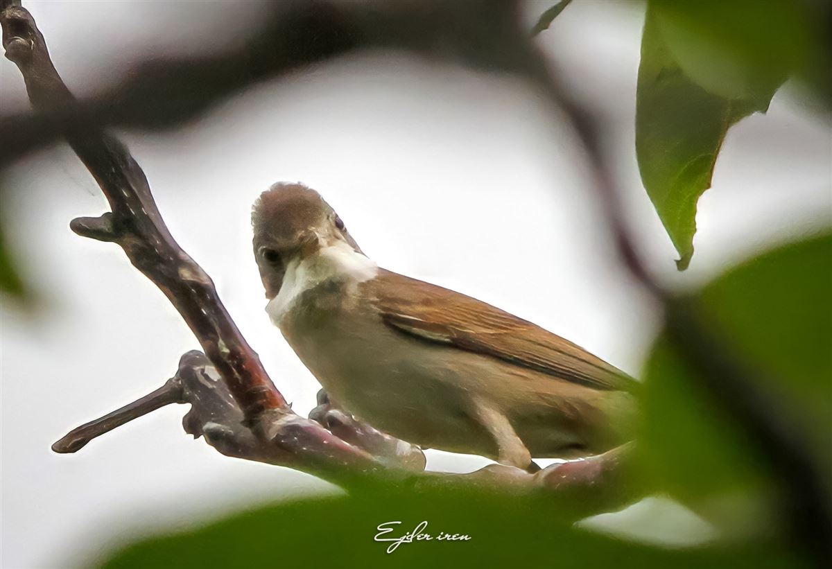 Common Whitethroat
