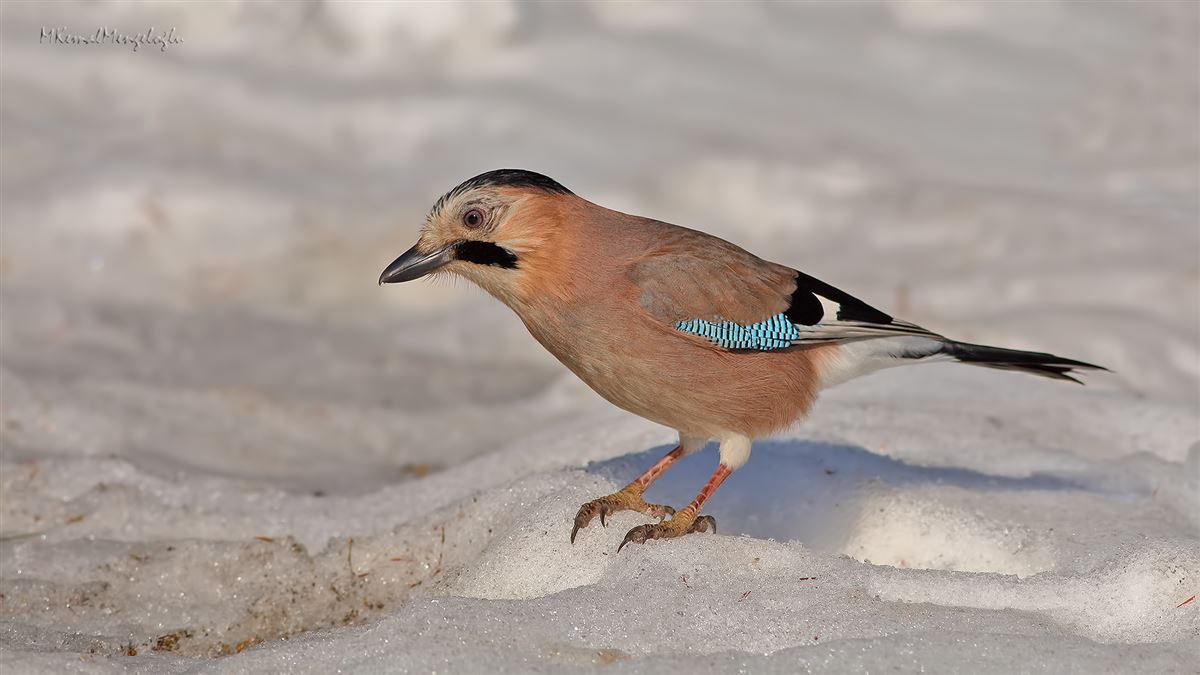 Eurasian Jay