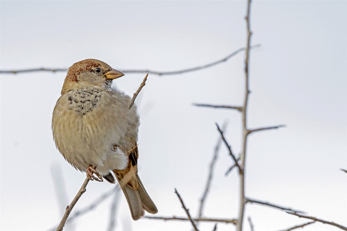 House Sparrow