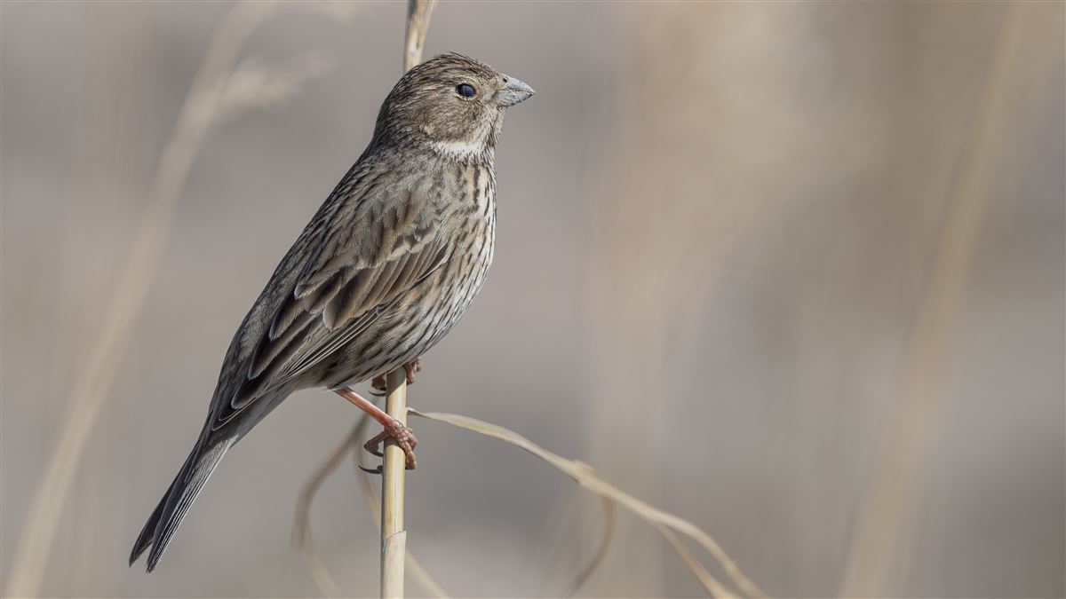 Corn Bunting