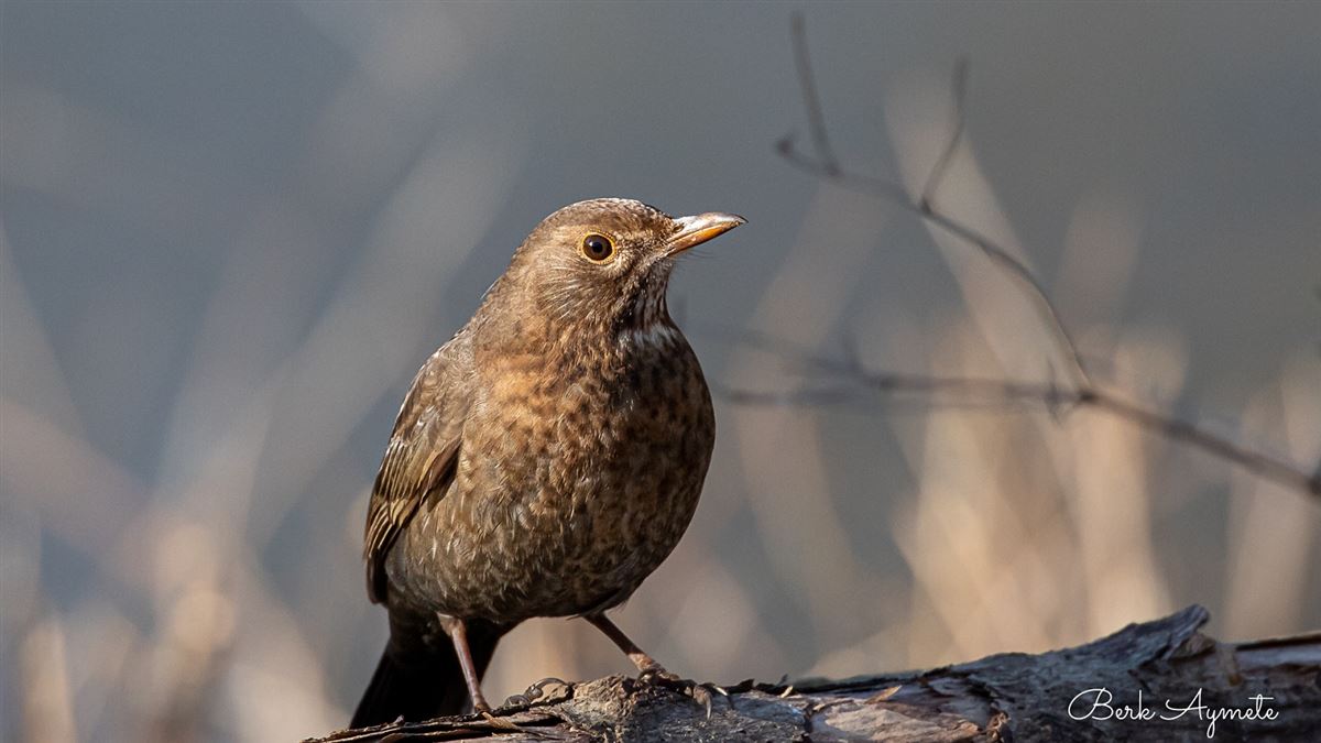 Common Blackbird
