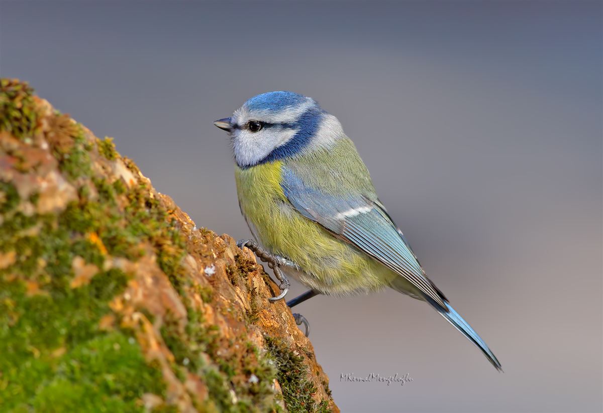 Eurasian Blue Tit