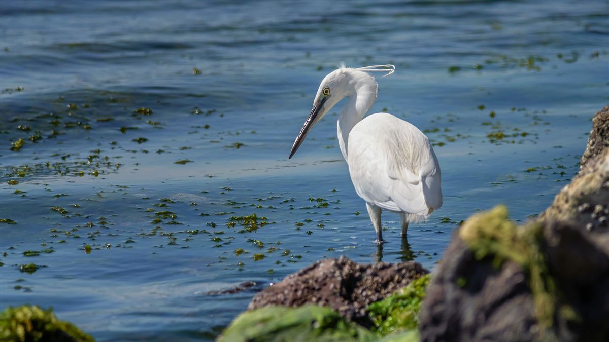 Little Egret