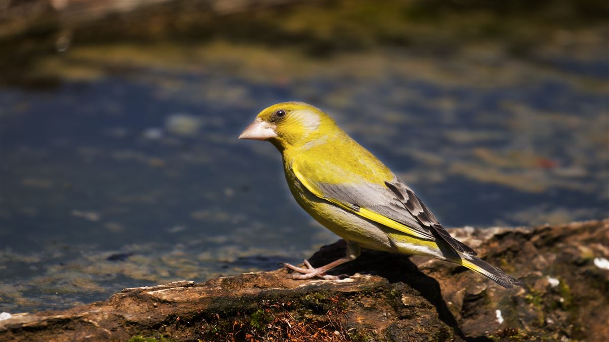 European Greenfinch