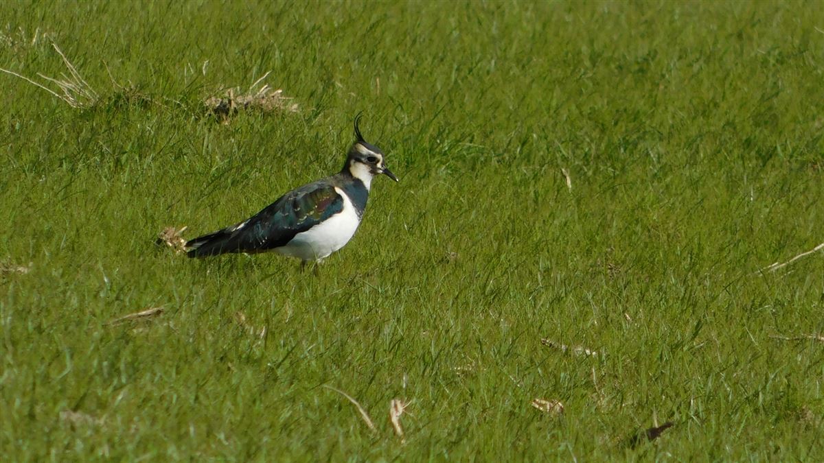 Northern Lapwing