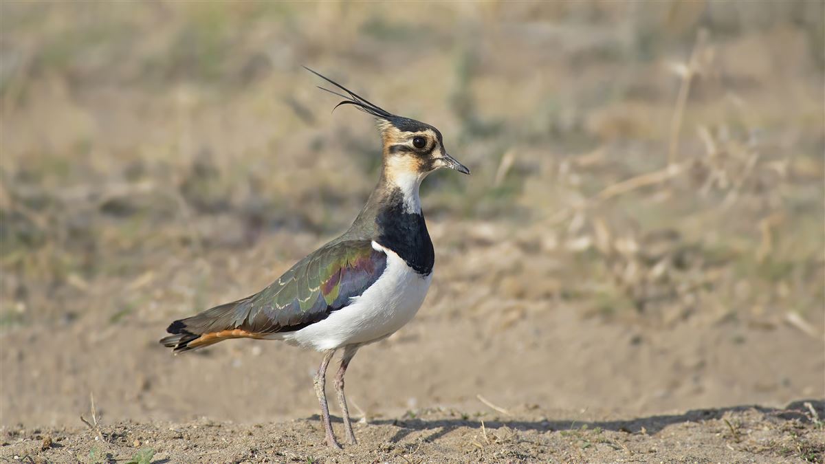 Northern Lapwing