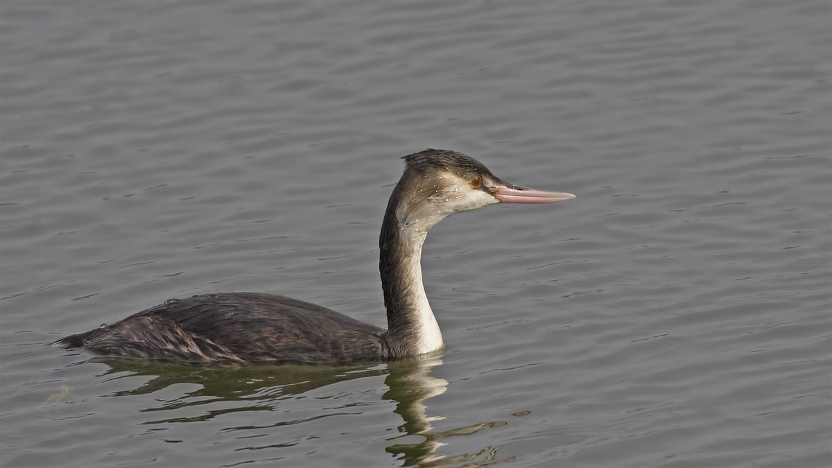 Great Crested Grebe