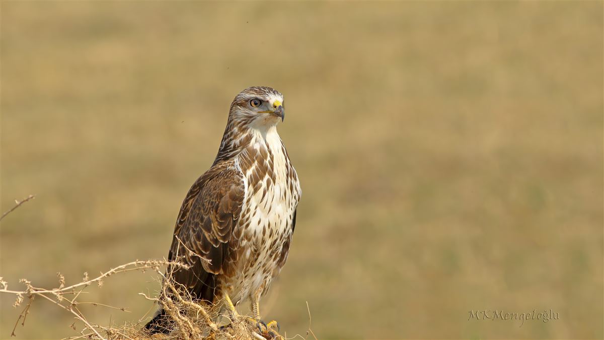 Common Buzzard