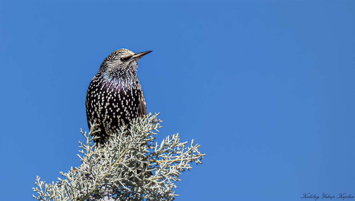 Common Starling