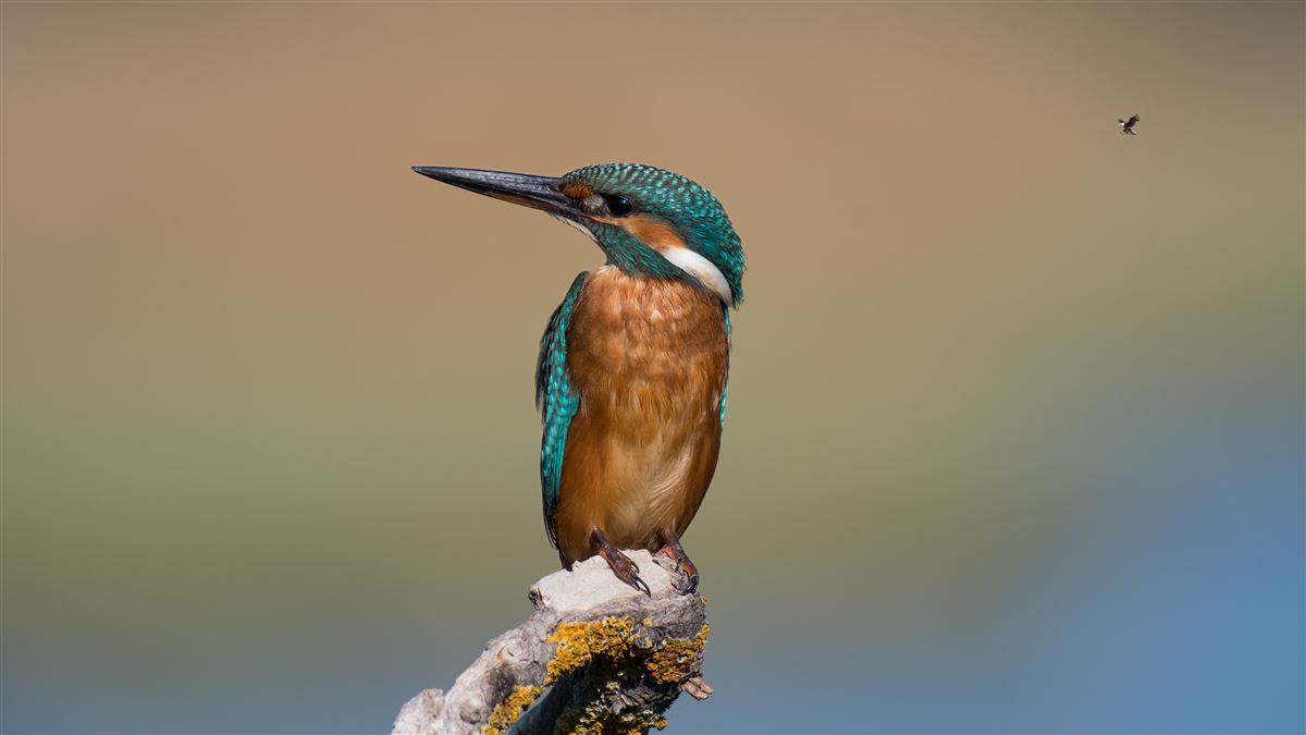 Common Kingfisher