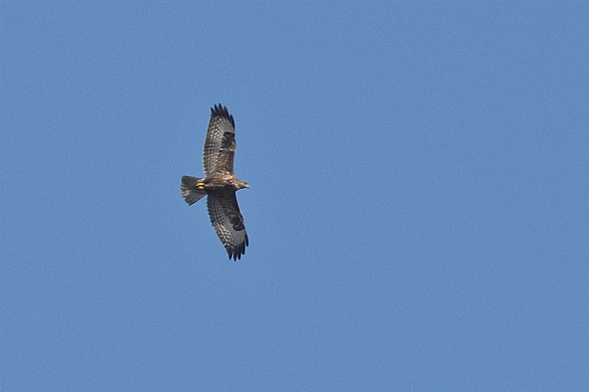 Common Buzzard