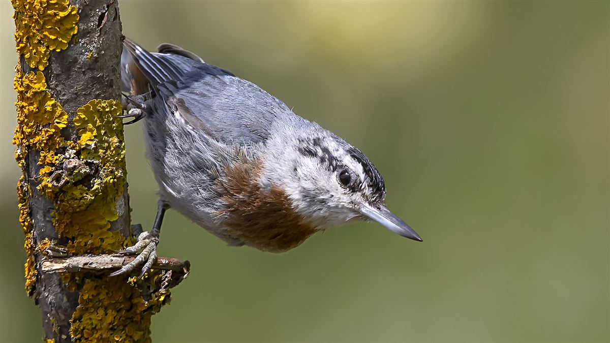 Krüper`s Nuthatch