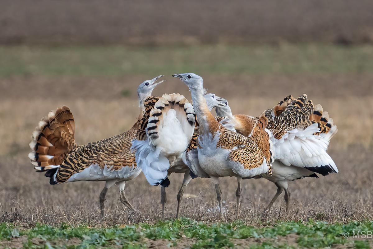 Great Bustard