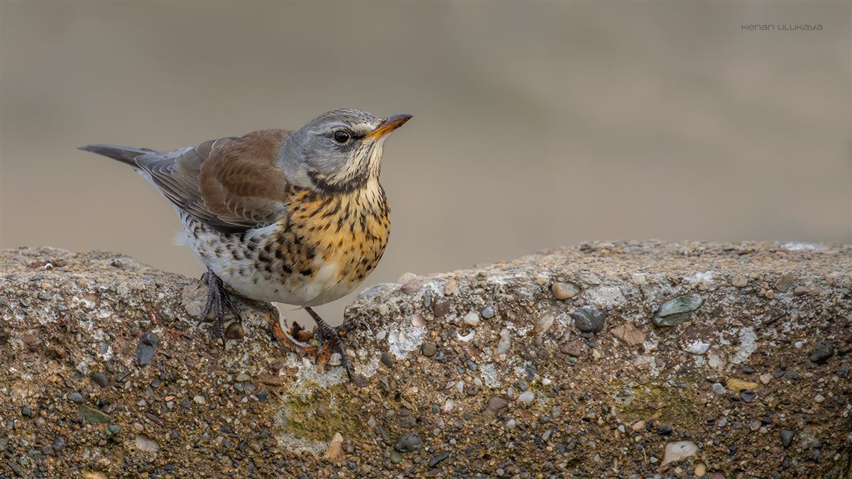 Fieldfare