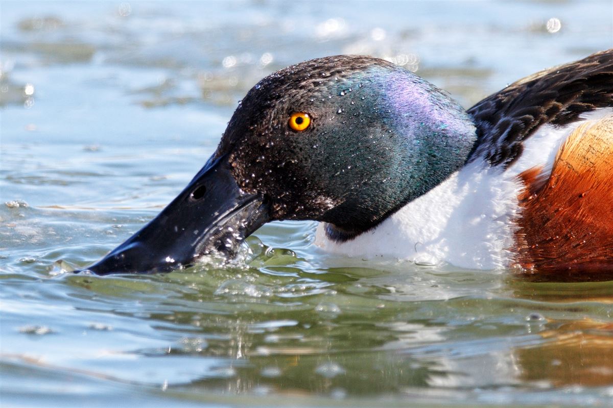 Northern Shoveler