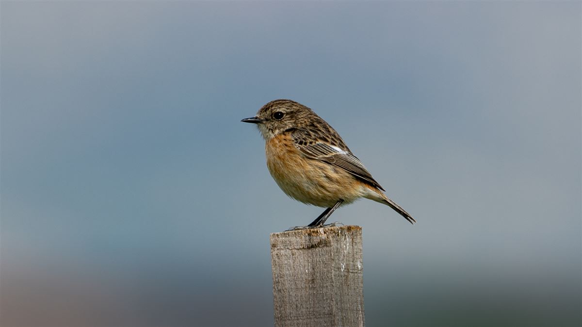 European Stonechat
