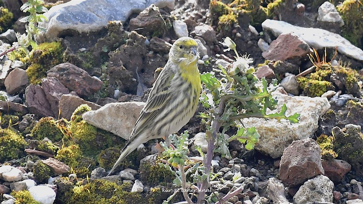 European Serin