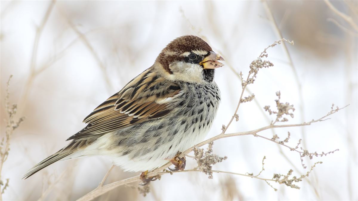 Spanish Sparrow