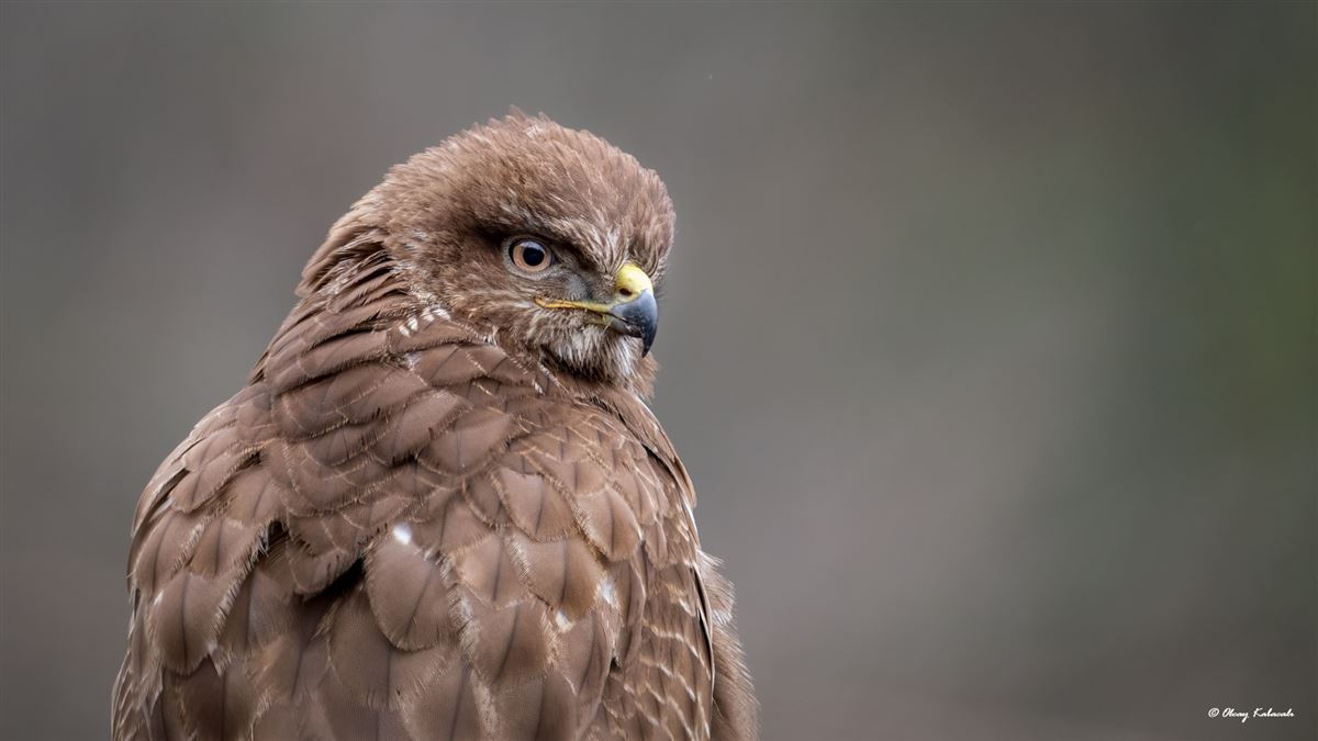 Common Buzzard