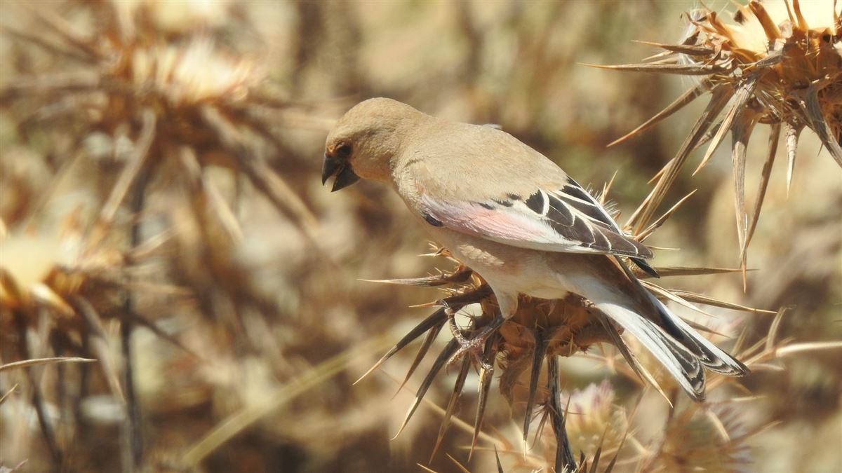 Desert Finch