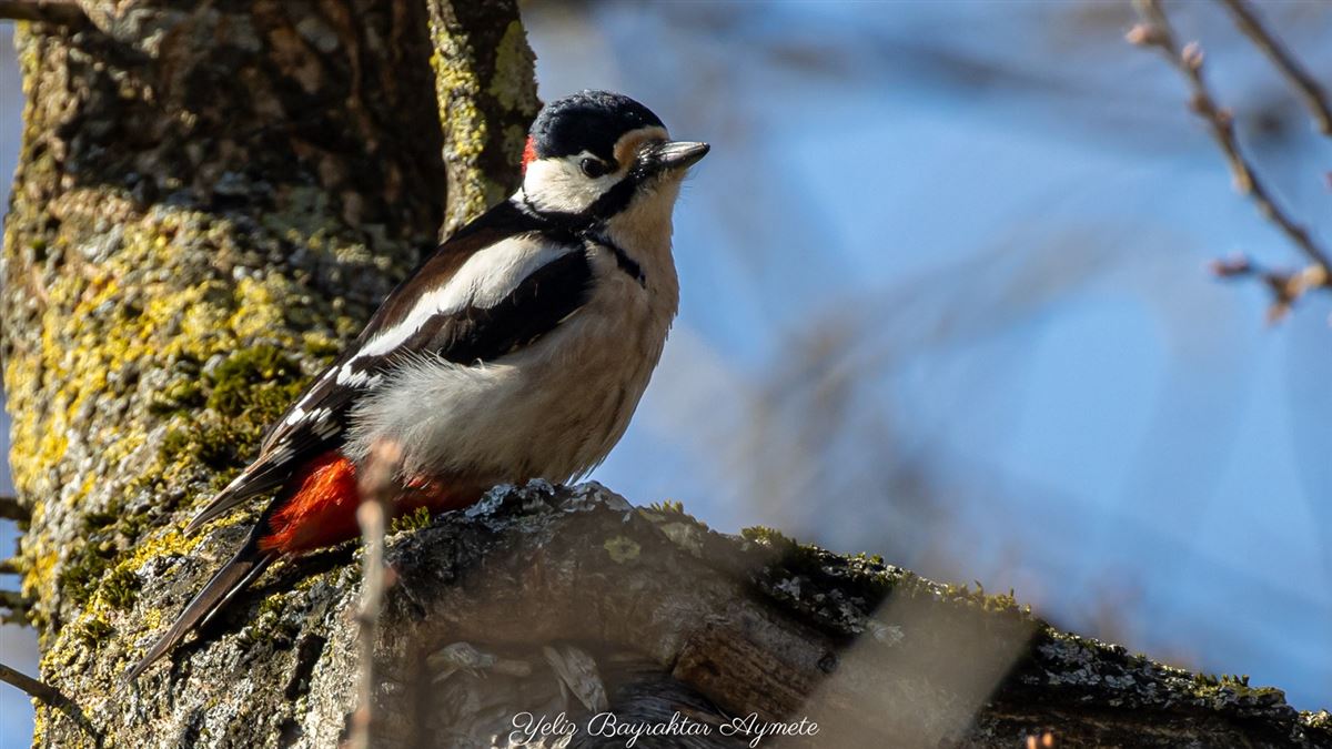 Great Spotted Woodpecker