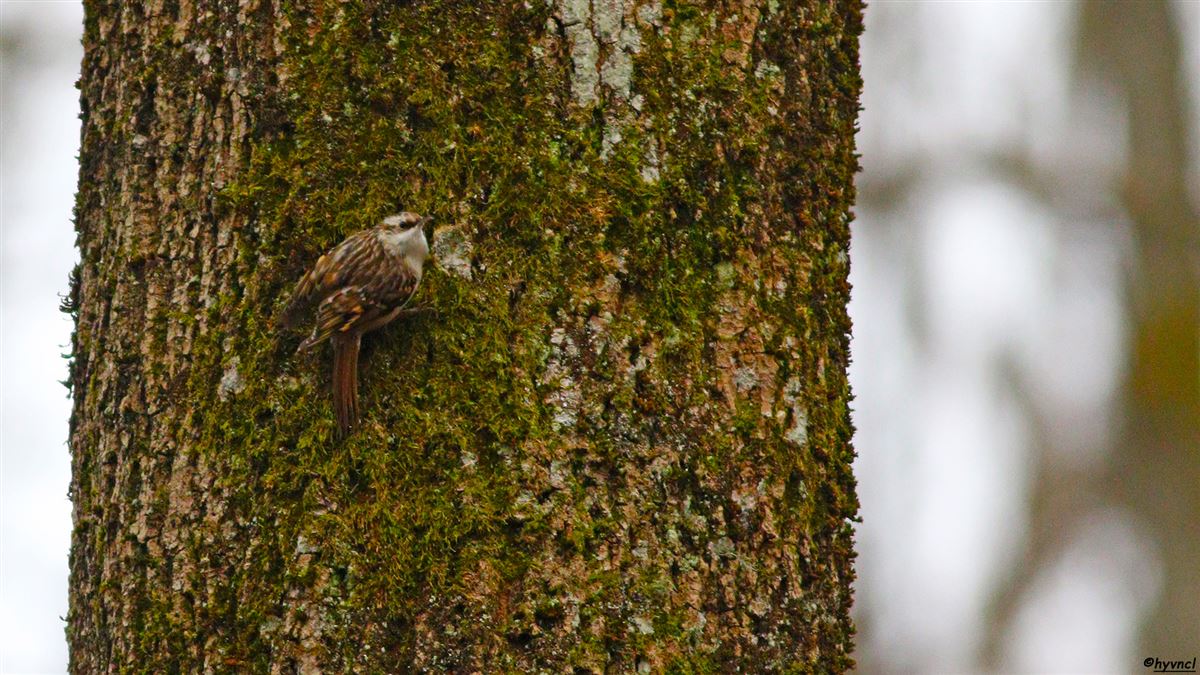 Short-toed Treecreeper