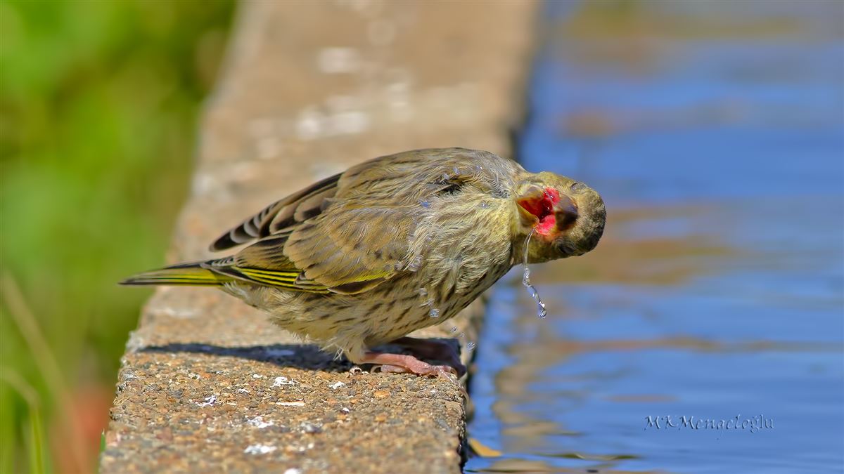 European Greenfinch