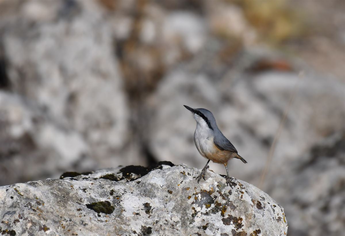 Western Rock Nuthatch