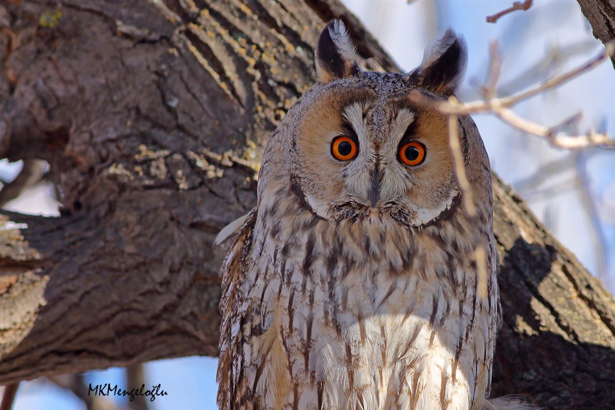 Long-eared Owl